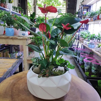 Tieu canh hong mon 800x800